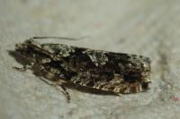 Zeiraphera isertana