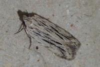 Anarsia innoxiella