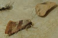 Falseuncaria ruficiliana