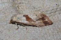 Falseuncaria ruficiliana