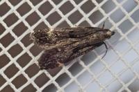 Dichomeris alacella