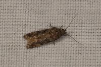 Teleiopsis diffinis