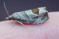 Notocelia uddmanniana