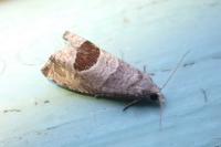 Notocelia uddmanniana