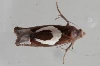Epiblema foenella