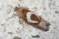 Epiblema foenella