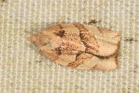 Pandemis cerasana