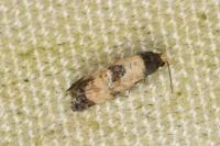 Neocochylis dubitana