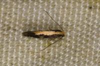 Monopis obviella