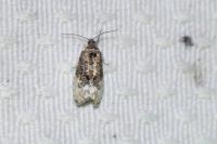Hedya nubiferana