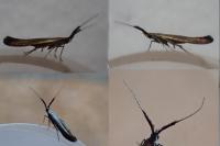 Coleophora mayrella