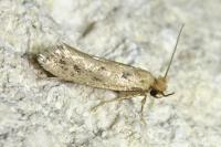 Anomalotinea liguriella