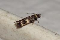 Oegoconia