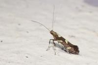 Calybites phasianipennella
