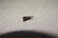 Dasycera oliviella