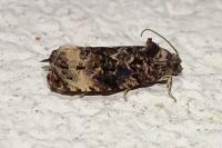 Endothenia