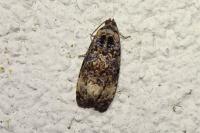 Endothenia