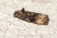 Endothenia