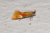 Epicallima formosella