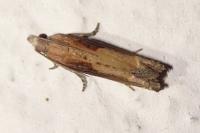 Eucosma obumbratana