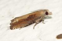 Eucosma obumbratana