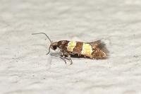 Goidanichiana jourdheuillella