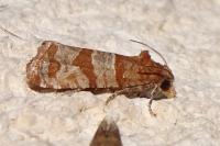 Lobesia indusiana/limoniana