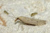 Holcopogon bubulcellus