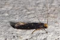Monopis nigricantella