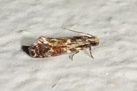 Nemapogon cloacellus