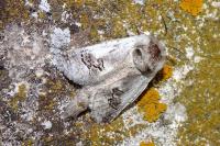 Parahypopta caestrum
