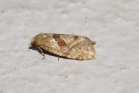 Phalonidia affinitana