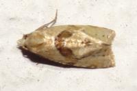 Phalonidia affinitana