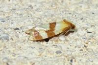 Phalonidia albipalpana