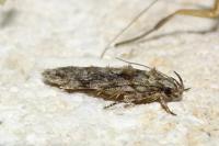 Carpatolechia fugacella