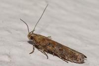 Scrobipalpa