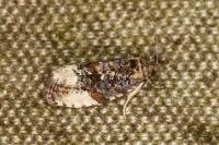 Hedya ochroleucana