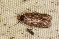 Hofmannophila pseudospretella