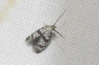 Scythropia crataegella