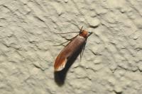 Tinea semifulvella