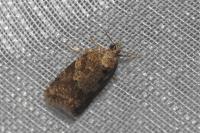 Cnephasia