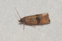 Celypha striana