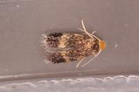 Stigmella floslactella