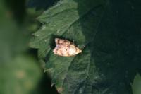 Acleris bergmanniana