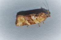 Argyrotaenia ljungiana