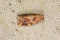 Archips xylosteana