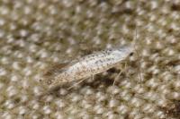 Argyresthia retinella