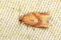Clepsis consimilana