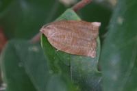 Archips rosana