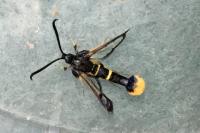 Synanthedon andrenaeformis